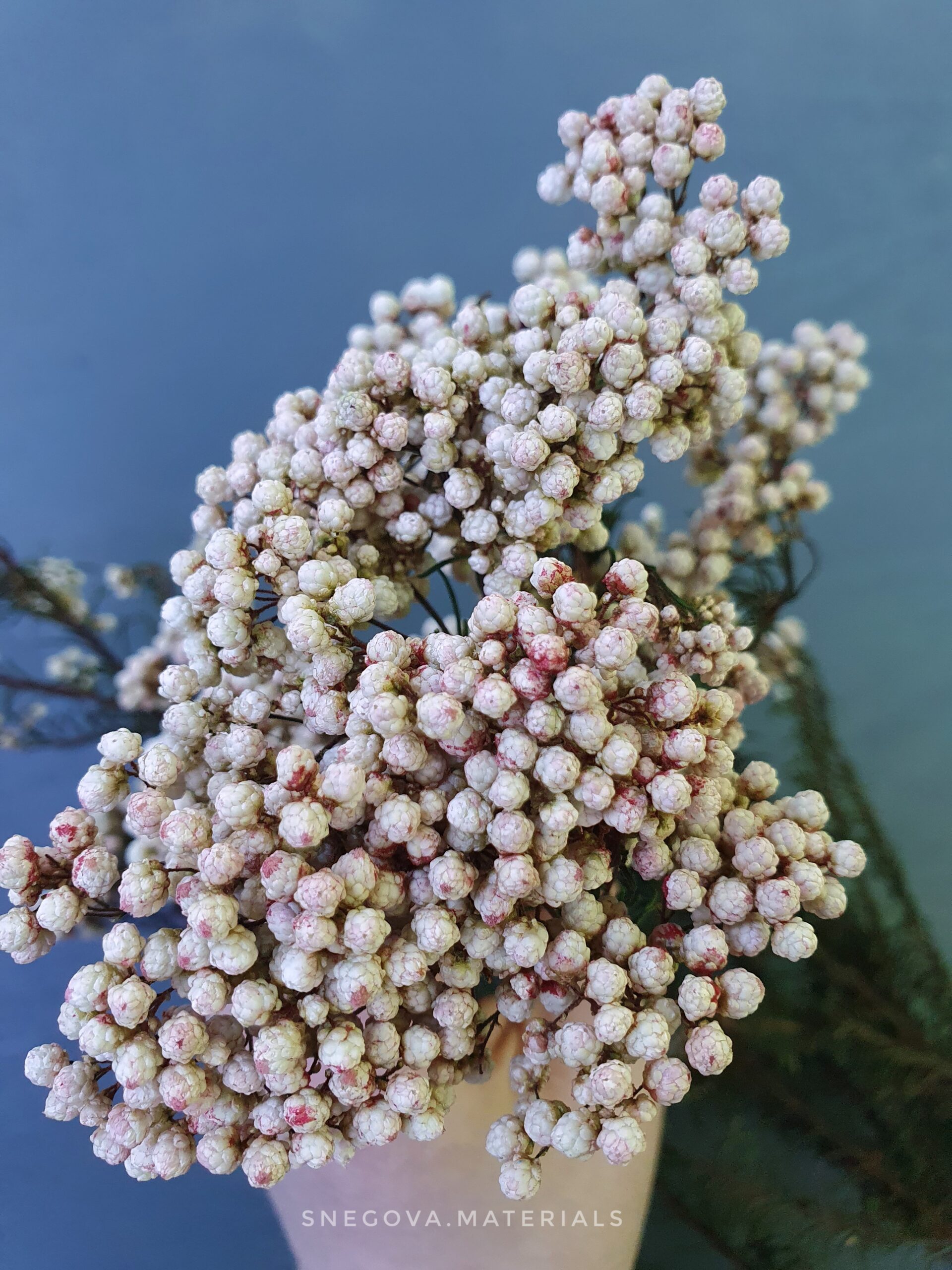 Рисовый цветок (Озотамнус). Нежно-розовый – SNEGOVA.MATERIALS