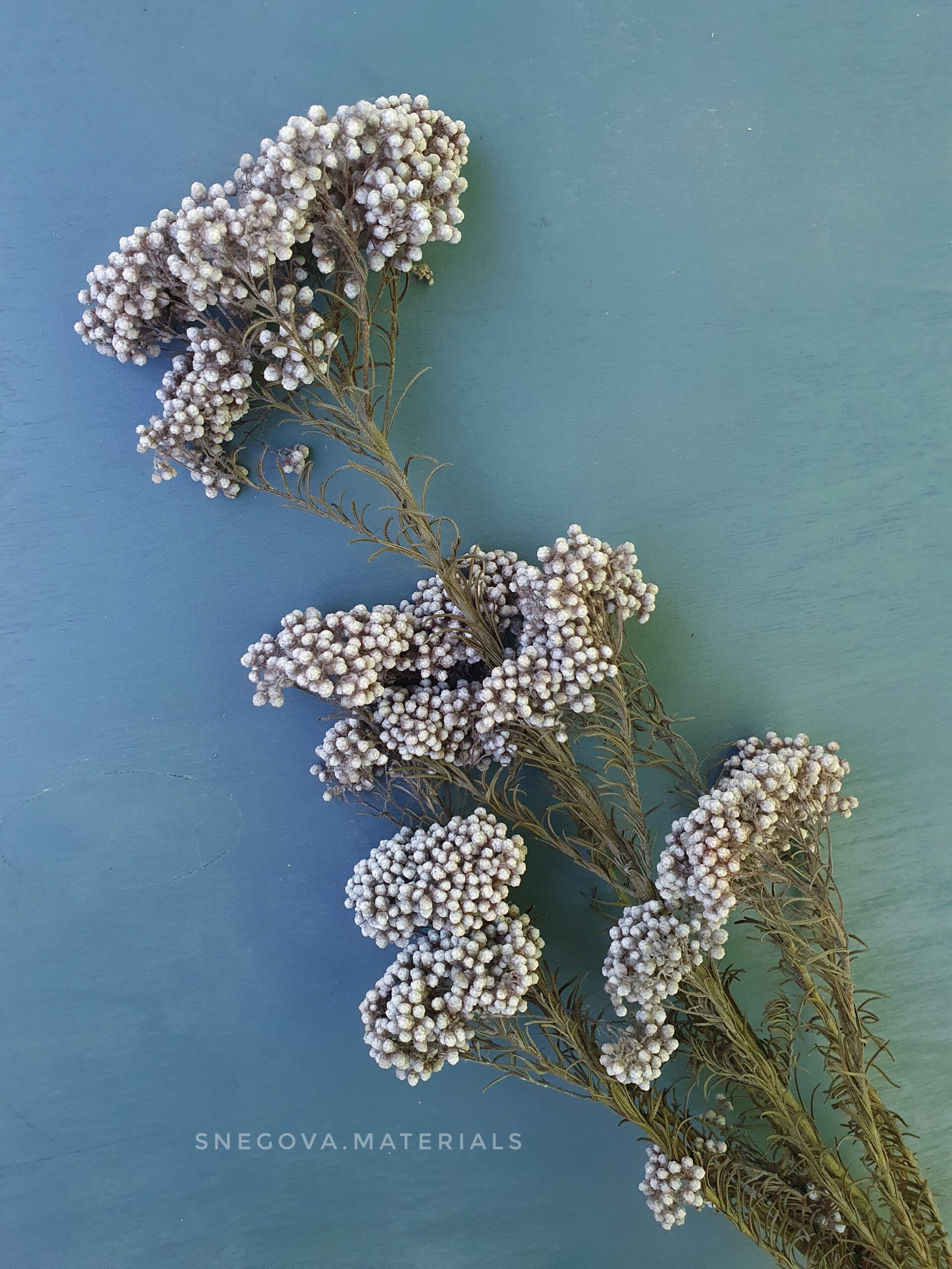 Рисовый цветок (Озотамнус). Фиолетовый – SNEGOVA.MATERIALS
